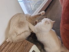 -瞄一喵猫咖(格力海岸店)
