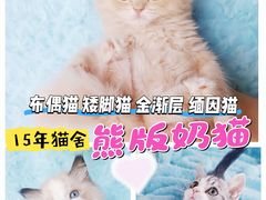 -麒麟缅因猫舍·十五年缅因猫选购中心