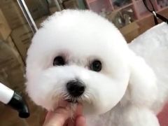 -宠匠·爱宠堡 PET CASTLE