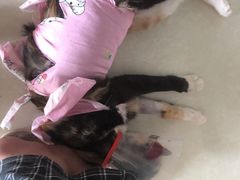 -佳怡动物医院·平价24小时·猫专科骨外科
