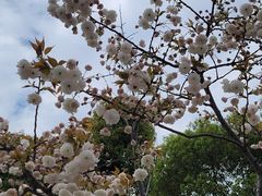 -新虹桥中心花园