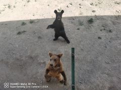 -新疆天山野生动物园