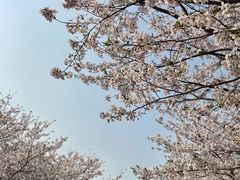 -高东镇樱花园
