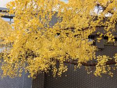 -四川大学(华西校区)