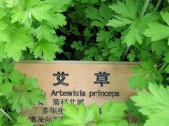 -裕和堂中医推拿艾灸(太古汇臻品店)