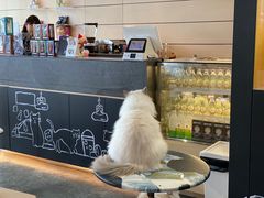 -瞄一喵猫咖(格力海岸店)