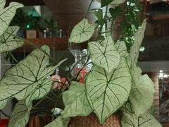 -山茶云南菜(永安里店)