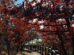-北京十三陵国家森林公园蟒山景区
