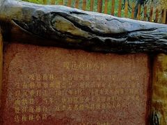 -大青沟风景区