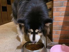 -more than meow吴止猫主题餐厅(承德 中船汇店)