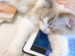 -飞行喵MR PILOT|猫舍·猫咖(静安大融城店)