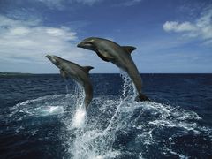 -书亦烧仙草(麦德龙钰龙店)