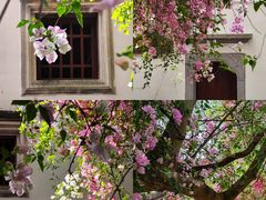 -深圳国际园林花卉博览园