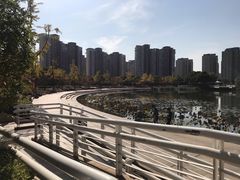 -新江湾城公园