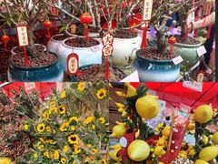 -越秀西湖花市(广州城市广场花卉店)