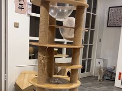 -楼上猫咖(罗湖店)