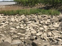 -吴淞炮台湾湿地森林公园烧烤区