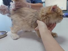 -嘉馨宠物医院·CT影像转诊·心脏科·犬猫全科诊疗中心(下沙大学城院区)