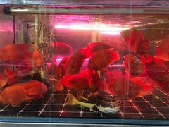 -华声天桥民俗文化园