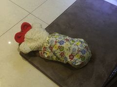 -Oh My Dog宠物沙龙(伊珊娜皮毛护理店)