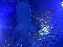 -悉尼海洋生物水族馆