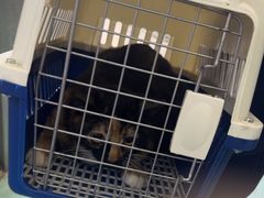 -动物缘宠物医院·骨科·猫科(西二环店)