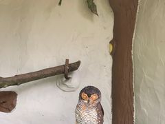 -吉隆坡雀鸟公园