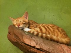 -猫猫幼稚园·撸猫·桌游·电玩