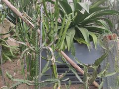 -南山植物园