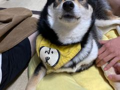 -逗柴咖啡屋·狗咖猫咖宠物桌游
