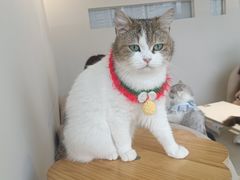 -怪兽屋·羊驼·猫咖·狗咖(俊华广场店)