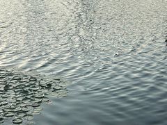 -荔枝公园(福田区)