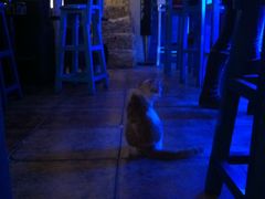 -Sirena海妖日咖夜酒