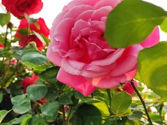 -紫荆广场·花漫里