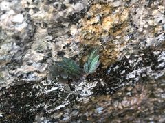 -深圳富茂格伦菲尔口腔门诊部(龙华清湖总院)