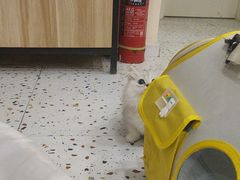 -柚子猫舍·精品猫舍购猫·猫咪认养·购宠·宠物店
