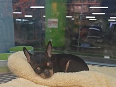 -FAELING PETS美天灵宠物(合生汇店)