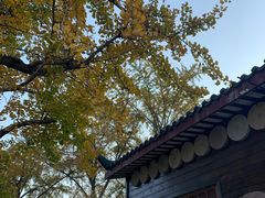 -千年银杏谷文化旅游区