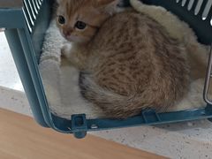 -艾贝尔宠物医院·24H转诊中心·肿瘤猫专科(江宁双龙店)
