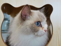 -瞄一喵猫咖(格力海岸店)