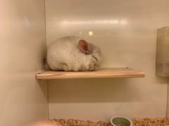 -龙猫仔乐园(惠福东路店)