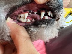 -宠福鑫康馨动物医院·骨科·眼科