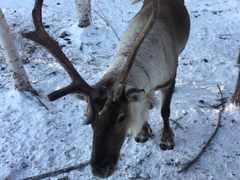 -北极村旅游风景区