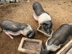 -清风小镇闯关东影视基地