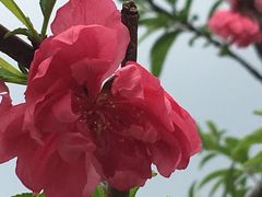 -天适樱花悠乐园