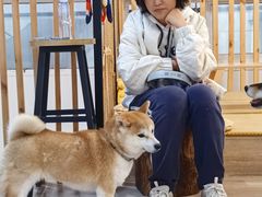 -柴迷FANS CLUB·柴犬狗咖·猫咖