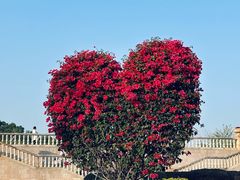 -东莞植物园