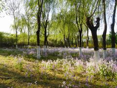 -大兴滨河森林公园