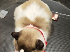 -宠物家(双井店)