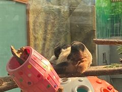 -青藏高原野生动物园